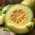 Melon Galia – zdrowa przekąska pełna witamin i korzyści zdrowotnych